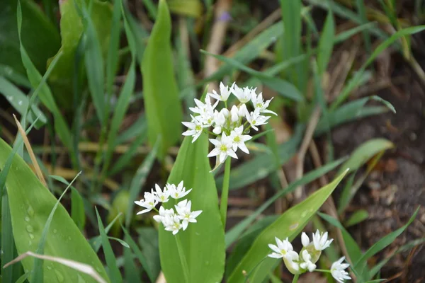 Ramson Sau Praz Sălbatic Allium Ursinum Timpul Înfloririi — Fotografie, imagine de stoc