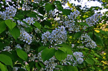 Genel kuş kirazı (Prunus padus). Arkeolojik kazıların sonuçlarına göre, kiraz meyvesi taş devri adamı tarafından kullanıldı..