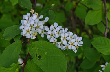 Genel kuş kirazı (Prunus padus). Arkeolojik kazıların sonuçlarına göre, kiraz meyvesi taş devri adamı tarafından kullanıldı..