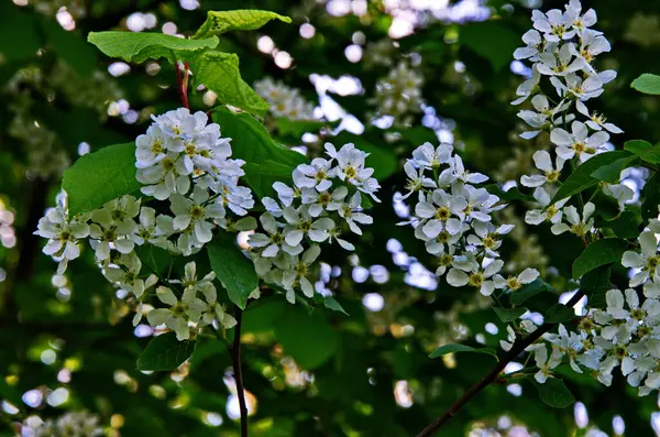 Třešeň Obecná Prunus Padus Ptačí Třešňové Ovoce Bylo Použito Člověkem — Stock fotografie