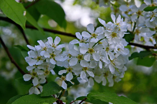 Třešeň Obecná Prunus Padus Ptačí Třešňové Ovoce Bylo Použito Člověkem — Stock fotografie