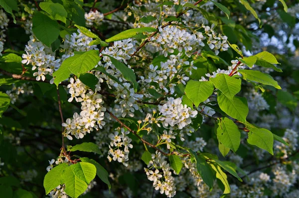 Wiśnia Zwyczajna Prunus Padus Ptasie Owoce Czereśni Były Wykorzystywane Przez — Zdjęcie stockowe