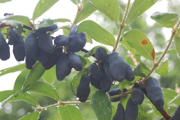 가지에 젖먹이의 열매들이 Lonicera Edulis Loncera Caerulea — 스톡 사진