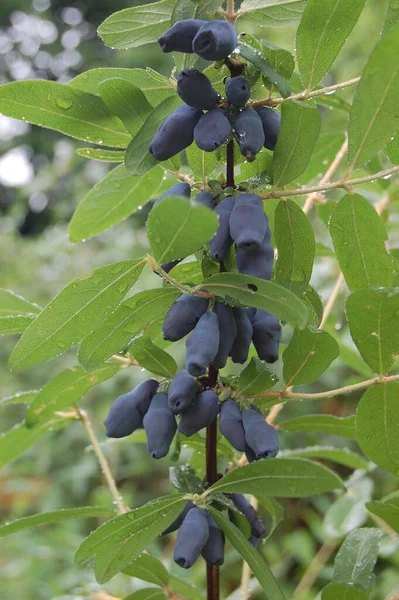 가지에 젖먹이의 열매들이 Lonicera Edulis Loncera Caerulea — 스톡 사진