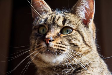 Şımarık çizgili bir kedi ağaç tezgahında oturur. Kedi portresi. Kedi pençesini yıkar. Bulanık arkaplan.