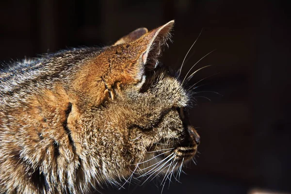 Lisonjeiro Gato Listrado Senta Suporte Árvore Retrato Gato Gato Lava — Fotografia de Stock