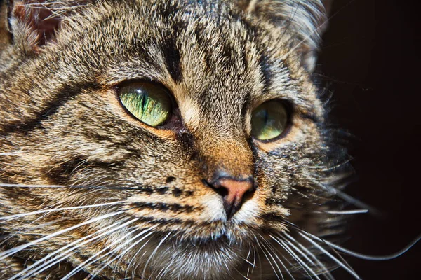 Lisonjeiro Gato Listrado Senta Suporte Árvore Retrato Gato Gato Lava — Fotografia de Stock