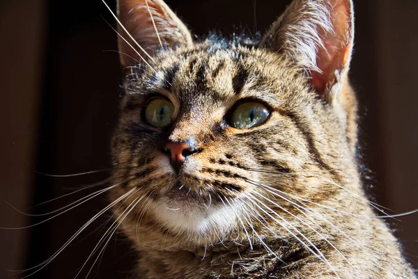 Şımarık çizgili bir kedi ağaç tezgahında oturur. Kedi portresi. Kedi pençesini yıkar. Bulanık arkaplan.