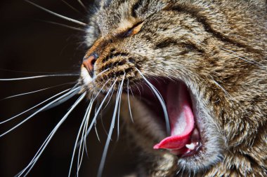 Şımarık çizgili bir kedi ağaç tezgahında oturur. Kedi portresi. Kedi pençesini yıkar. Bulanık arkaplan.