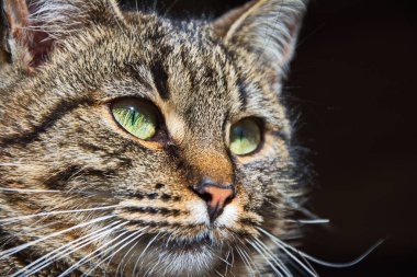 Şımarık çizgili bir kedi ağaç tezgahında oturur. Kedi portresi. Kedi pençesini yıkar. Bulanık arkaplan.
