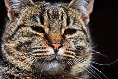 Şımarık çizgili bir kedi ağaç tezgahında oturur. Kedi portresi. Kedi pençesini yıkar. Bulanık arkaplan.
