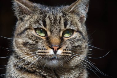 Şımarık çizgili bir kedi ağaç tezgahında oturur. Kedi portresi. Kedi pençesini yıkar. Bulanık arkaplan.