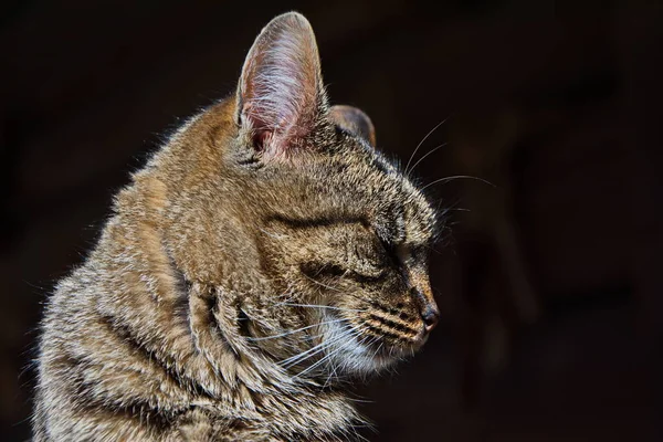 Şımarık Çizgili Bir Kedi Ağaç Tezgahında Oturur Kedi Portresi Kedi — Stok fotoğraf