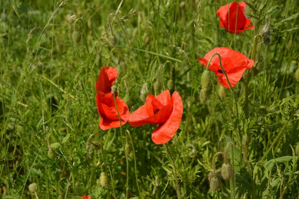 Pavot Rouge Dans Herbe Verte Fleurs Printanières Saisonnières Pour Jour — Photo
