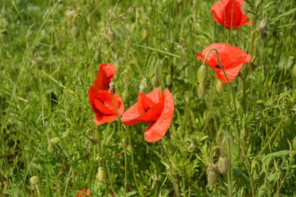 Pavot Rouge Dans Herbe Verte Fleurs Printanières Saisonnières Pour Jour — Photo