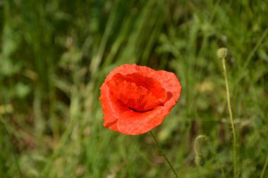 Yeşil çimlerde kırmızı haşhaş. Zafer Günü için mevsimlik bahar çiçekleri. Büyük kırmızı kutulu haşhaş çiçeği.