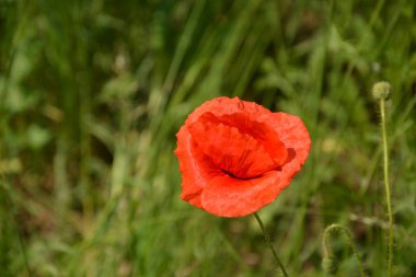 Yeşil çimlerde kırmızı haşhaş. Zafer Günü için mevsimlik bahar çiçekleri. Büyük kırmızı kutulu haşhaş çiçeği.