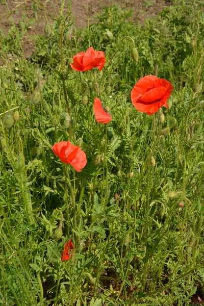 緑の草の中の赤いポピー 勝利の日のための季節の春の花 大きな赤い箱が付いたケシの花 — ストック写真