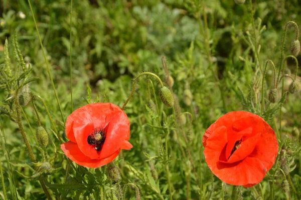 Pavot Rouge Dans Herbe Verte Fleurs Printanières Saisonnières Pour Jour — Photo