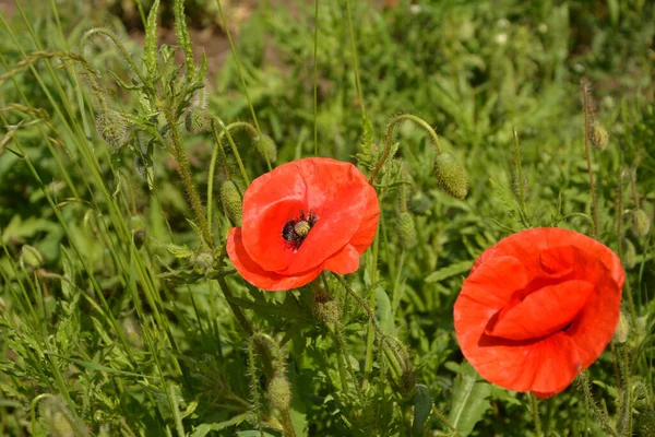 Pavot Rouge Dans Herbe Verte Fleurs Printanières Saisonnières Pour Jour — Photo