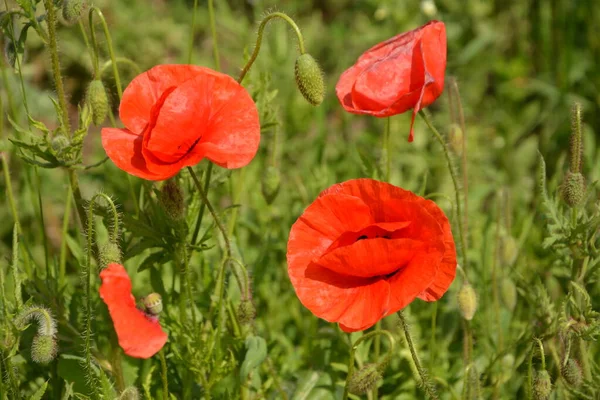 Pavot Rouge Dans Herbe Verte Fleurs Printanières Saisonnières Pour Jour — Photo