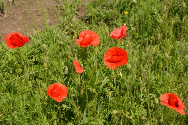 Pavot Rouge Dans Herbe Verte Fleurs Printanières Saisonnières Pour Jour — Photo