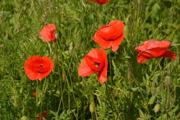 Pavot Rouge Dans Herbe Verte Fleurs Printanières Saisonnières Pour Jour — Photo