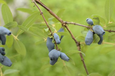 Ağaç dalında olgun böğürtlen yaprakları var. Lonicera edulis, Loncera caerulea