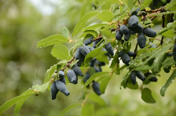 Blauwe Rijpe Bessen Van Kamperfoelie Tak Met Bladeren Van Een — Stockfoto