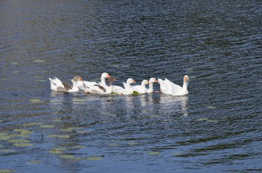 Beyaz evcil kazlar gölde yüzer ve nehir kıyısında oturur..
