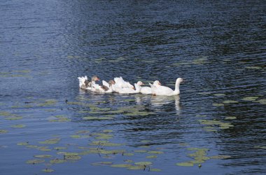 Beyaz evcil kazlar gölde yüzer ve nehir kıyısında oturur..
