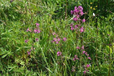 Silene viscaria (yapışkan kedi sineği veya yapışkan campion), Caryophyllaceae familyasından bir bitki türü. Nispeten yüksek miktarda brassinosteroid içeriyor. Bitki resminin seçici odağı.