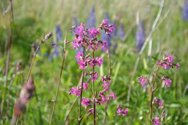 Silene viscaria (yapışkan kedi sineği veya yapışkan campion), Caryophyllaceae familyasından bir bitki türü. Nispeten yüksek miktarda brassinosteroid içeriyor. Bitki resminin seçici odağı.
