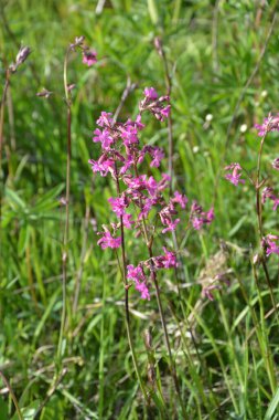 Silene viscaria (yapışkan kedi sineği veya yapışkan campion), Caryophyllaceae familyasından bir bitki türü. Nispeten yüksek miktarda brassinosteroid içeriyor. Bitki resminin seçici odağı.