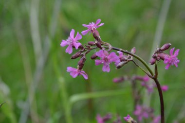 Silene viscaria (yapışkan kedi sineği veya yapışkan campion), Caryophyllaceae familyasından bir bitki türü. Nispeten yüksek miktarda brassinosteroid içeriyor. Bitki resminin seçici odağı.