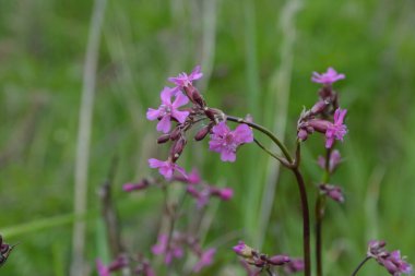 Silene viscaria (yapışkan kedi sineği veya yapışkan campion), Caryophyllaceae familyasından bir bitki türü. Nispeten yüksek miktarda brassinosteroid içeriyor. Bitki resminin seçici odağı.