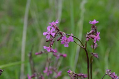 Silene viscaria (yapışkan kedi sineği veya yapışkan campion), Caryophyllaceae familyasından bir bitki türü. Nispeten yüksek miktarda brassinosteroid içeriyor. Bitki resminin seçici odağı.