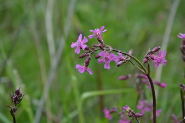 Silene viscaria (yapışkan kedi sineği veya yapışkan campion), Caryophyllaceae familyasından bir bitki türü. Nispeten yüksek miktarda brassinosteroid içeriyor. Bitki resminin seçici odağı.