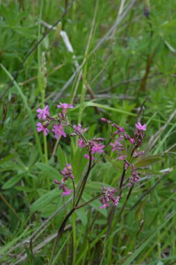 Silene viscaria (yapışkan kedi sineği veya yapışkan campion), Caryophyllaceae familyasından bir bitki türü. Nispeten yüksek miktarda brassinosteroid içeriyor. Bitki resminin seçici odağı.