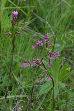 Silene viscaria (yapışkan kedi sineği veya yapışkan campion), Caryophyllaceae familyasından bir bitki türü. Nispeten yüksek miktarda brassinosteroid içeriyor. Bitki resminin seçici odağı.