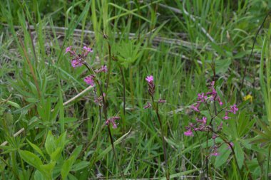 Silene viscaria (yapışkan kedi sineği veya yapışkan campion), Caryophyllaceae familyasından bir bitki türü. Nispeten yüksek miktarda brassinosteroid içeriyor. Bitki resminin seçici odağı.