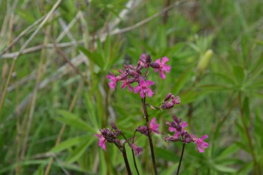 Silene viscaria (yapışkan kedi sineği veya yapışkan campion), Caryophyllaceae familyasından bir bitki türü. Nispeten yüksek miktarda brassinosteroid içeriyor. Bitki resminin seçici odağı.