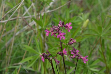 Silene viscaria (yapışkan kedi sineği veya yapışkan campion), Caryophyllaceae familyasından bir bitki türü. Nispeten yüksek miktarda brassinosteroid içeriyor. Bitki resminin seçici odağı.