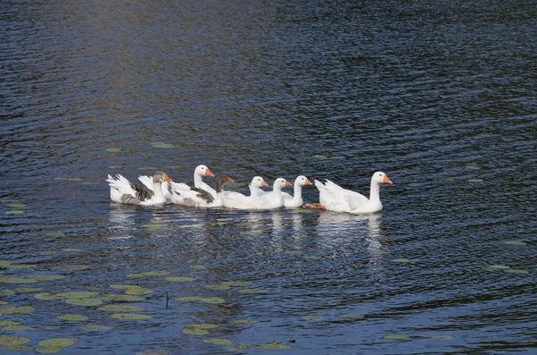 Oche Domestiche Bianche Galleggiano Nel Lago Siedono Sulla Riva Vicino — Foto Stock