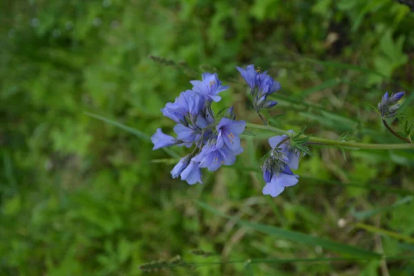 Close Blue Flowers Polemonium Plant Also Known Jacob Ladder Greek — Fotografia de Stock