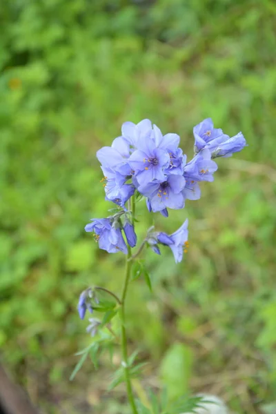 Close Blue Flowers Polemonium Plant Also Known Jacob Ladder Greek — Stock Photo, Image