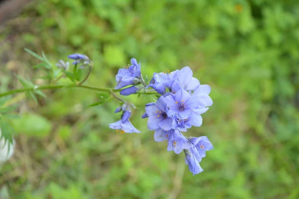 Close Blue Flowers Polemonium Plant Also Known Jacob Ladder Greek — Fotografia de Stock