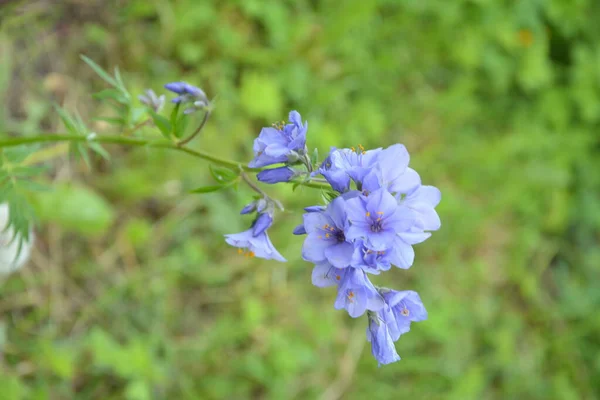 Close Blue Flowers Polemonium Plant Also Known Jacob Ladder Greek — Stock Photo, Image