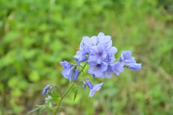 Close Blue Flowers Polemonium Plant Also Known Jacob Ladder Greek — Stock Photo, Image