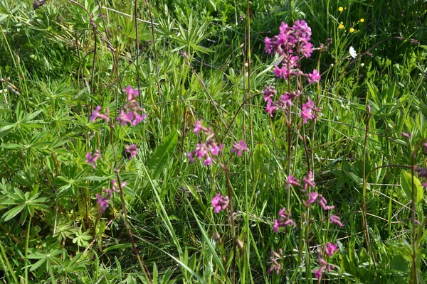 Silene Viscaria Die Klebrige Eintagsfliege Ist Eine Blühende Pflanze Aus — Stockfoto